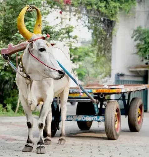 Image of Kanuma 2026